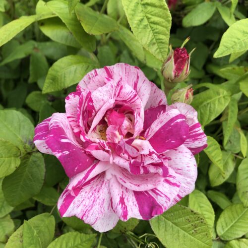 ROSA MUNDI