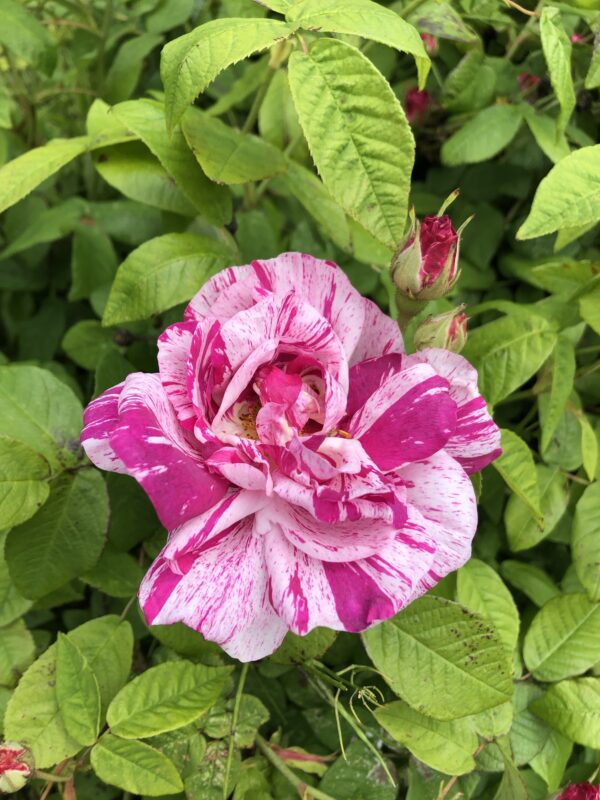 ROSA MUNDI