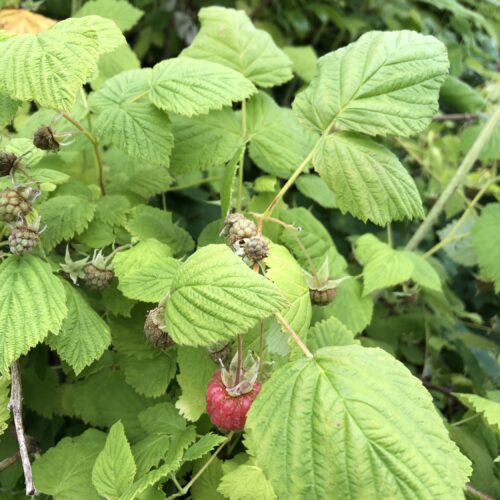RASPBERRY, WILD