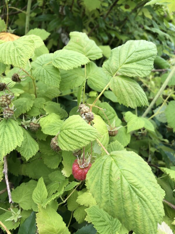 RASPBERRY, WILD