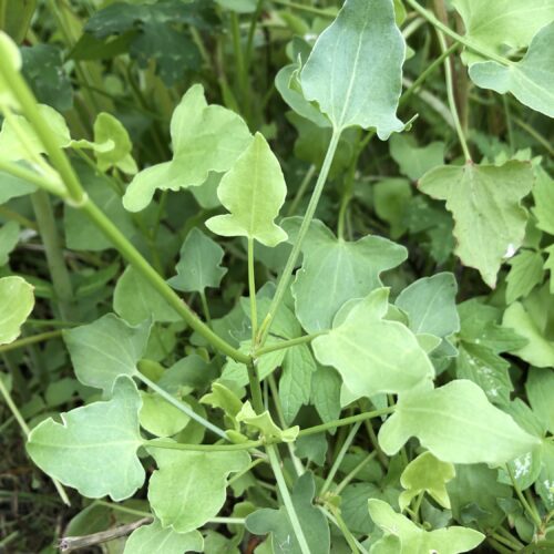 SORREL, BUCKLER LEAVED