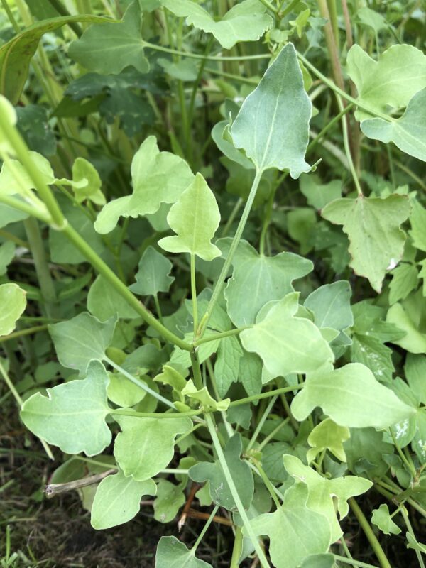 SORREL, BUCKLER LEAVED
