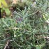 ROSEMARY, WHITE MOUNTAIN