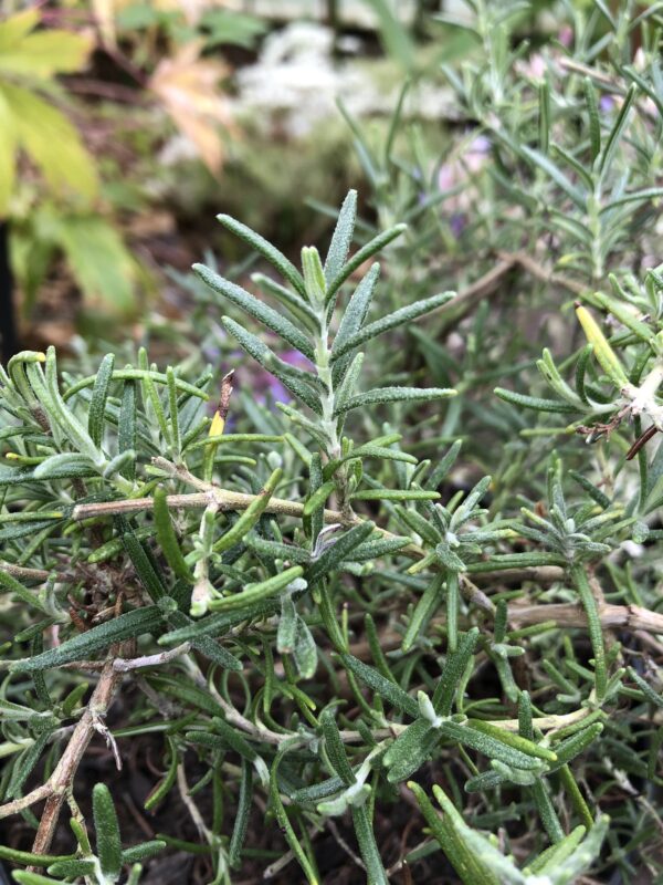 17887b1c-0b98-46b8-92f2-17972937e91e-15969-00000c4adc2f5677_file ROSEMARY, WHITE MOUNTAIN