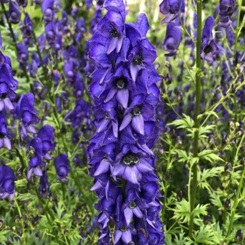 MONKSHOOD