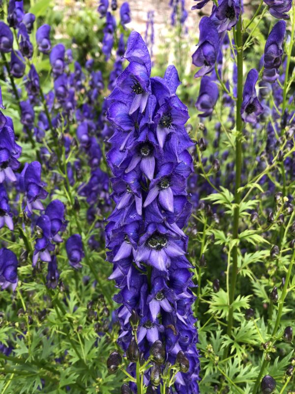 22968ac3-9f76-4475-9d71-ce1b5e34dca9-15969-00000c47c68785a3_file MONKSHOOD