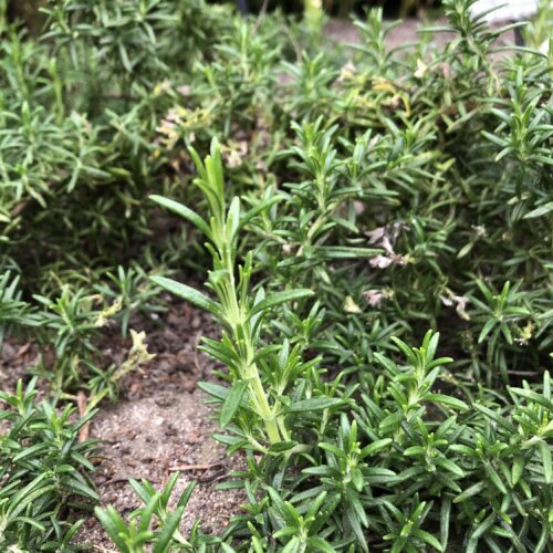 ROSEMARY, PROSTRATE