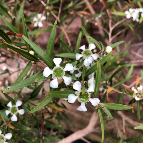 TEA TREE, LEMON