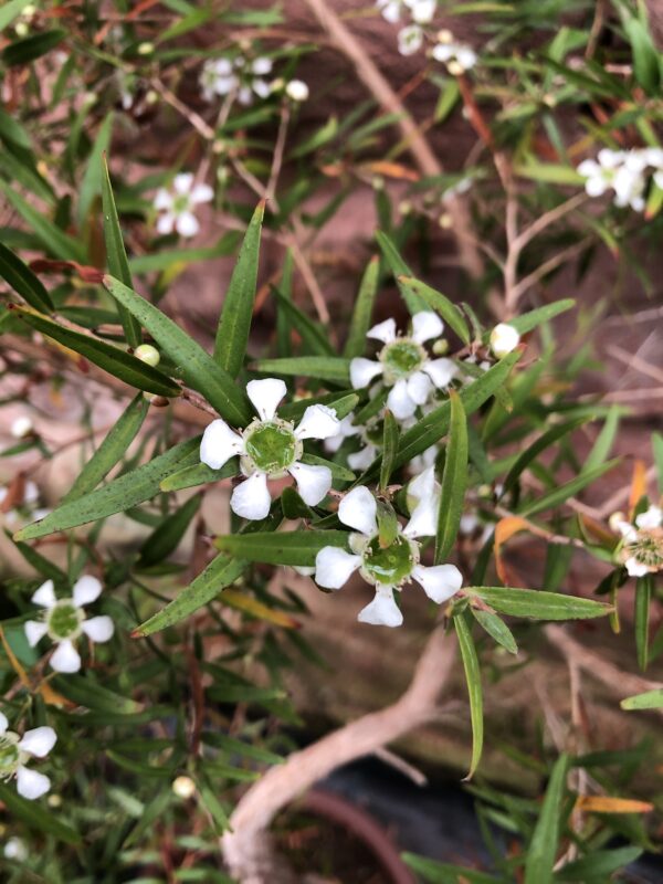 TEA TREE, LEMON