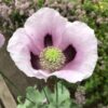 POPPY, OPIUM