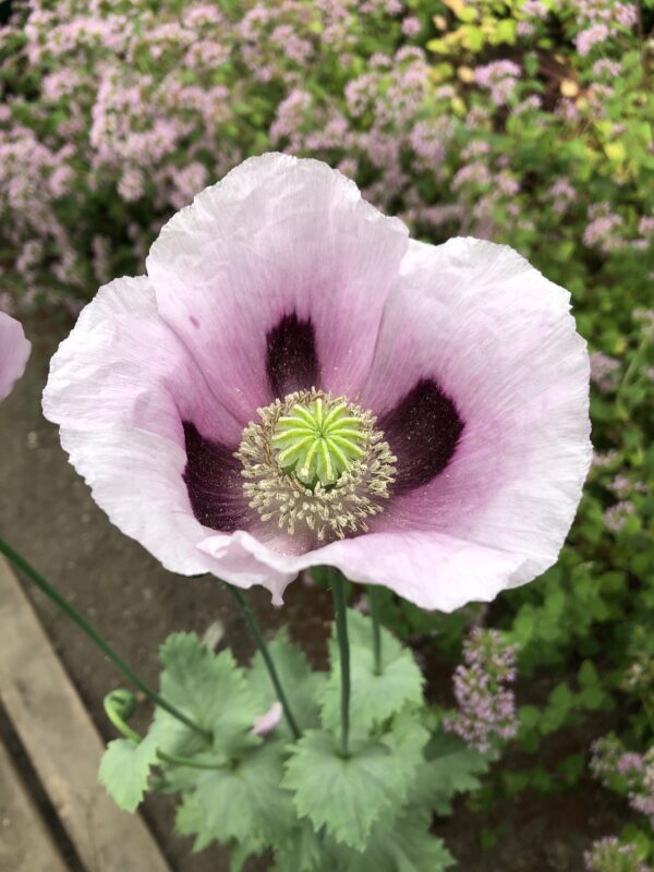 POPPY, OPIUM