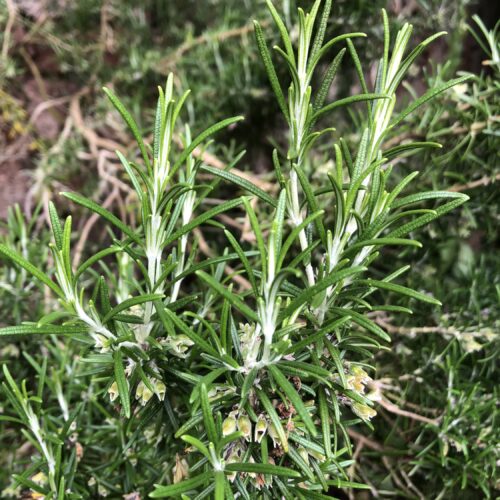 ROSEMARY, WILD