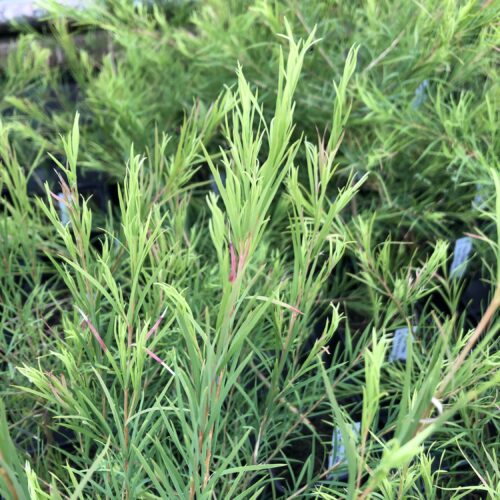 TEA TREE