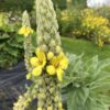 MULLEIN