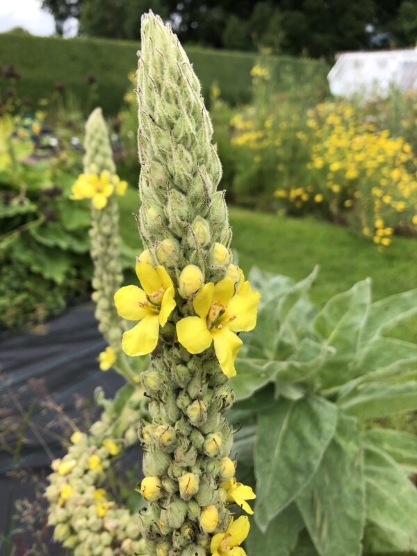 59f518bb-5c93-4040-968b-b6d5abf81077-15969-00000c48632c5bea_file MULLEIN
