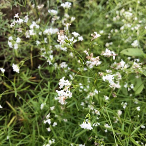 WOODRUFF, DYERS