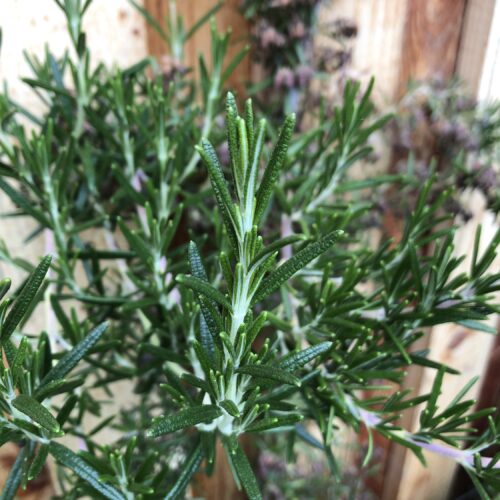ROSEMARY, SEVERN SEAS