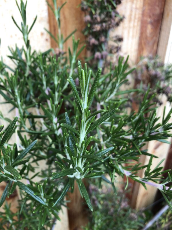 86a4b63e-0951-4ea3-a4ac-5a3da87e87fd-15969-00000c4b398b5d7a_file ROSEMARY, SEVERN SEAS