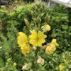 EVENING PRIMROSE