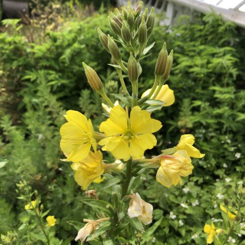 EVENING PRIMROSE