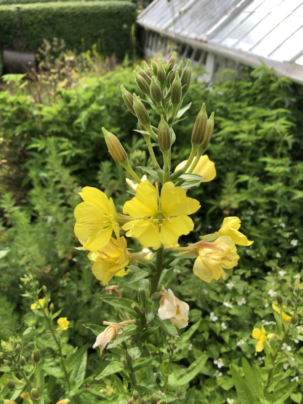8916697f-7441-44bd-b8a9-31cbb3287f26-15969-00000c5b2fd09750_file EVENING PRIMROSE