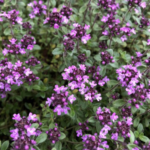 THYME, PINK CHINTZ