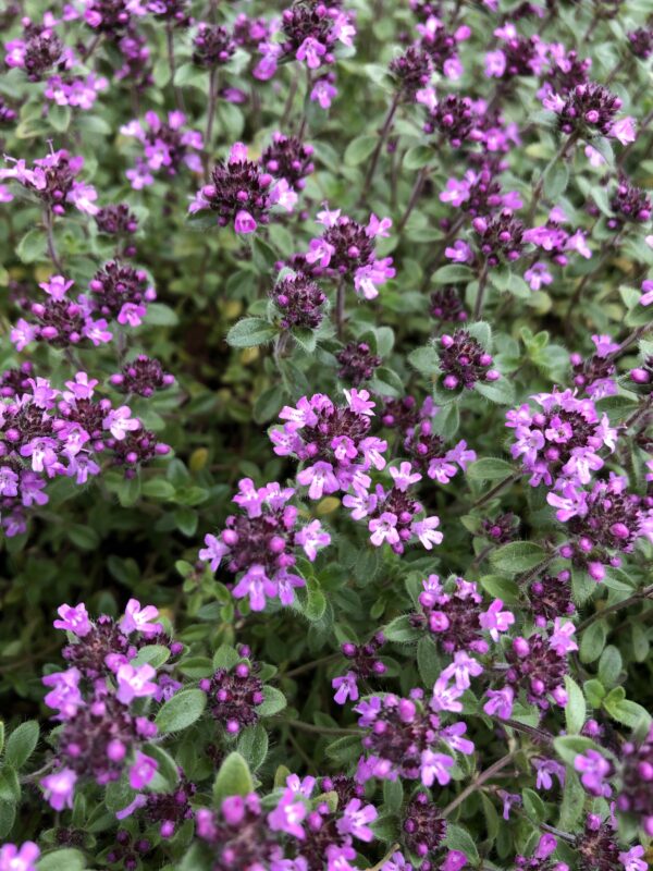 THYME, PINK CHINTZ