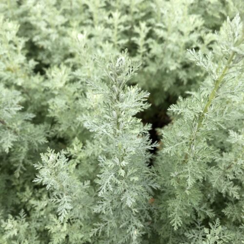 WORMWOOD, ROMAN