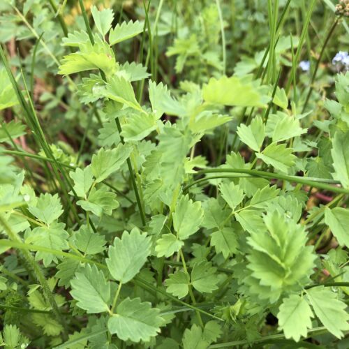 SALAD BURNET
