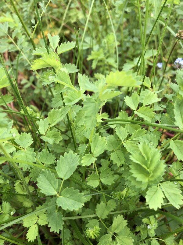 90b70e83-da99-4678-a910-5158d104a48f-15969-00000c4ce586ab02_file SALAD BURNET