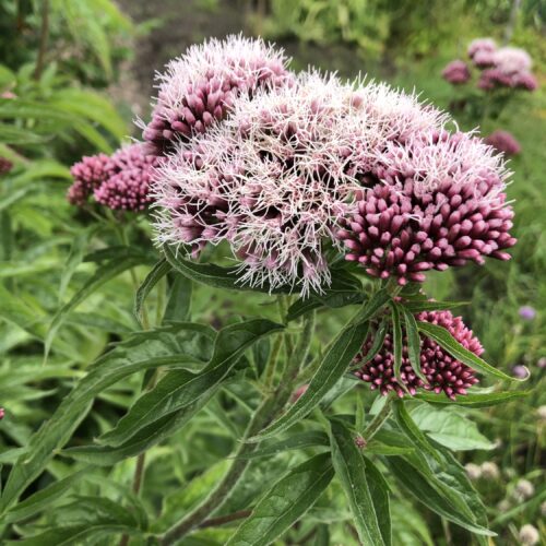 HEMP AGRIMONY