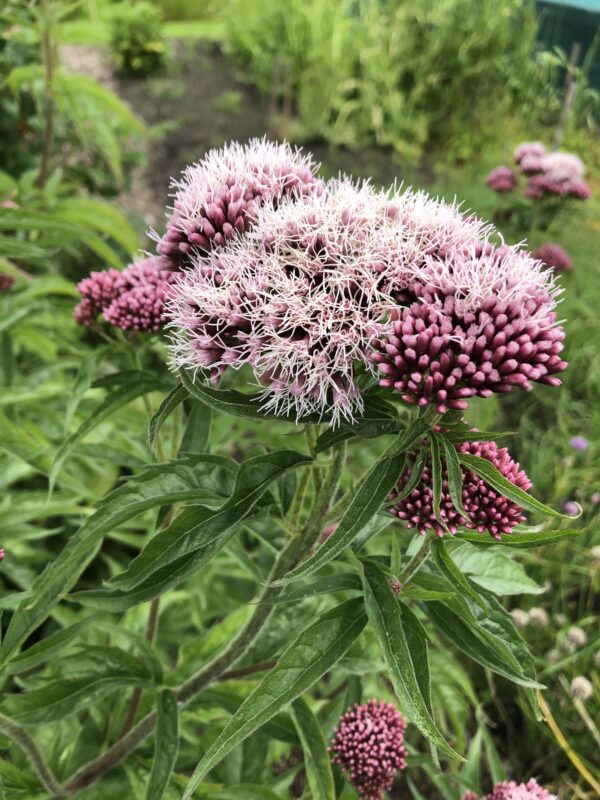 HEMP AGRIMONY