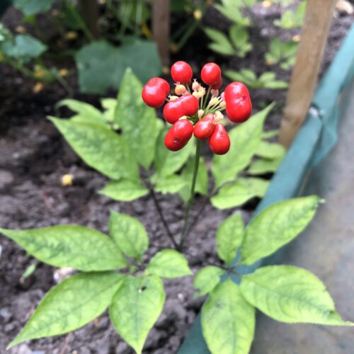 GINSENG, ASIAN