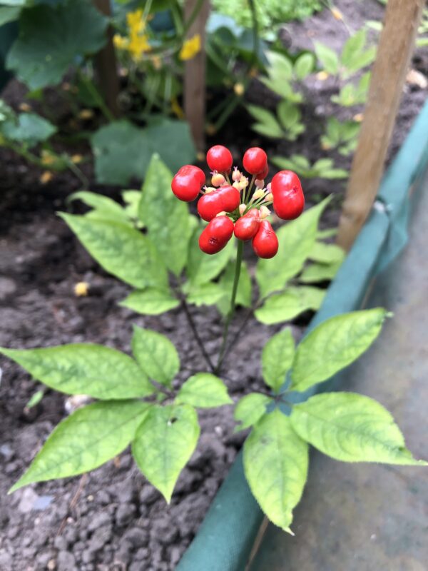 GINSENG, ASIAN
