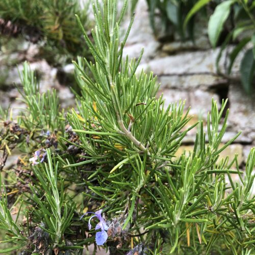 ROSEMARY, BENENDEN BLUE