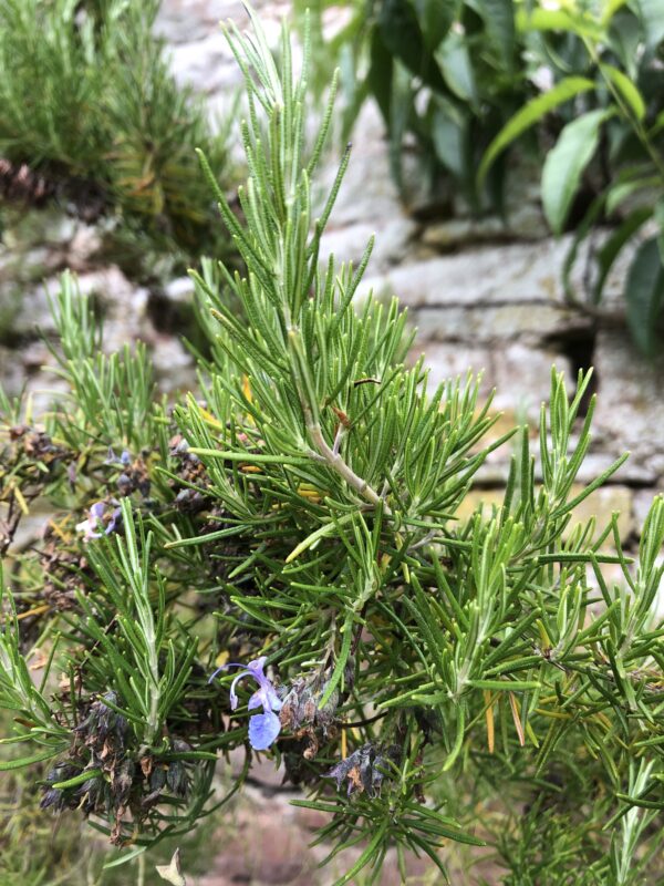 967f8c47-6f80-4745-ba33-fa42d75838e0-15969-00000c4a5e29f62a_file ROSEMARY, BENENDEN BLUE