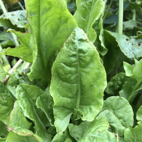 SORREL, BROAD LEAVED