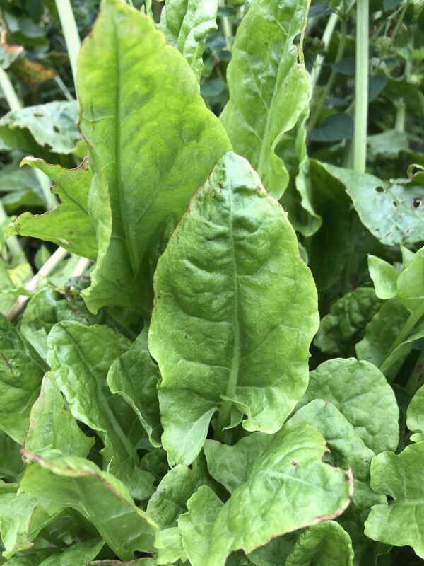 9a10b698-ffd6-4621-9fe5-4b2b2da58ce7-15969-00000c4ebae45a3e_file SORREL, BROAD LEAVED