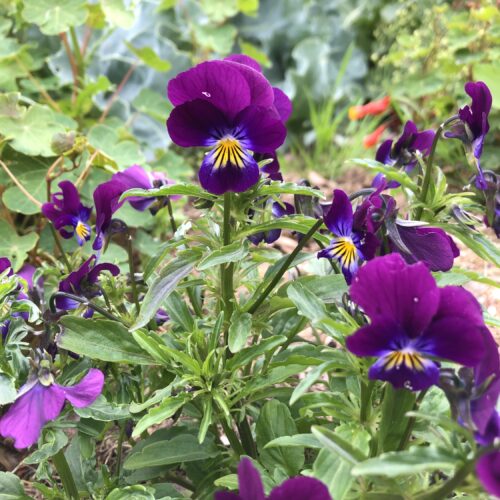 VIOLA, HEARTSEASE
