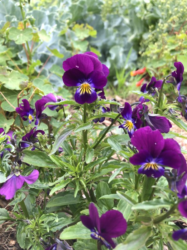 VIOLA, HEARTSEASE