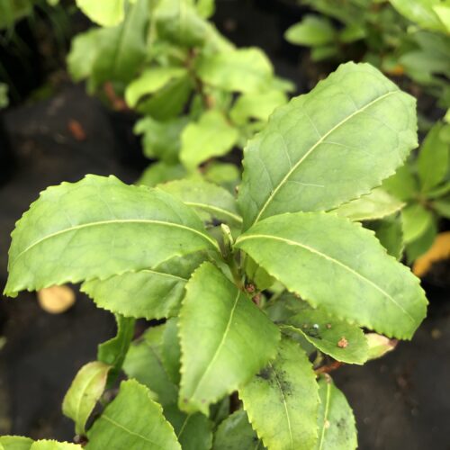 TEA PLANT