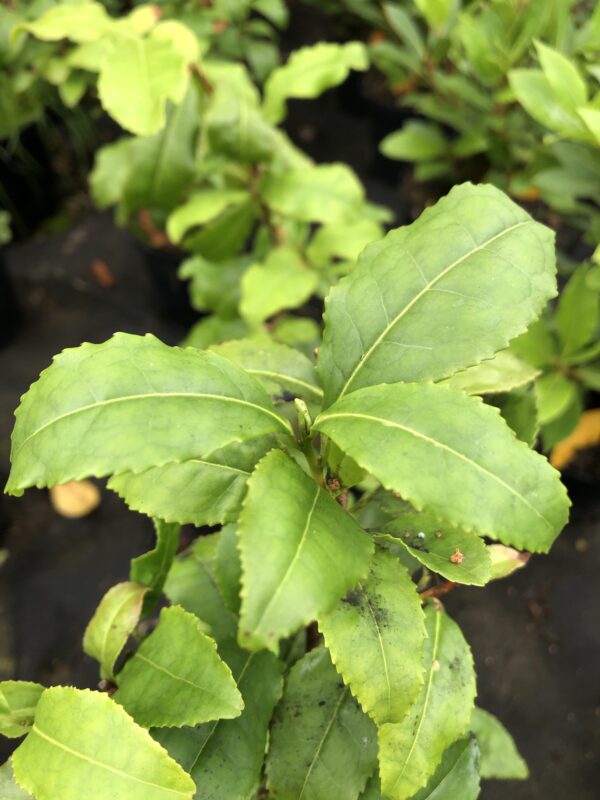 TEA PLANT