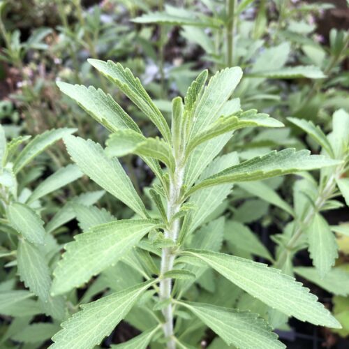 STEVIA / Sugar Plant