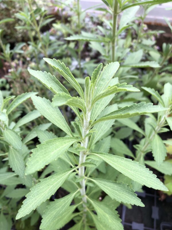 STEVIA / Sugar Plant
