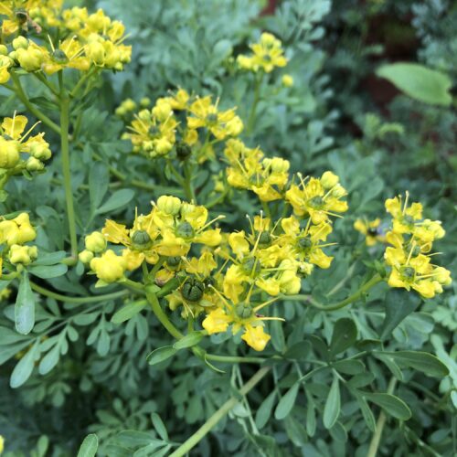 RUE, JACKMAN'S BLUE