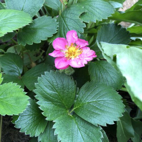 STRAWBERRY, PINK FLOWERED