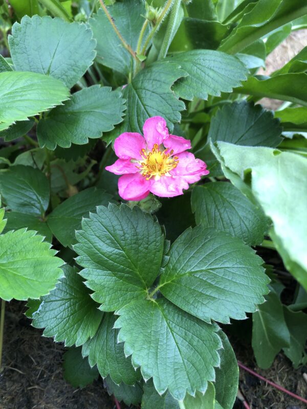 b3482eee-07db-43f0-ad47-6ddb939d6626-15969-00000c50876f5f96_file STRAWBERRY, PINK FLOWERED