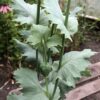 POPPY, OPIUM