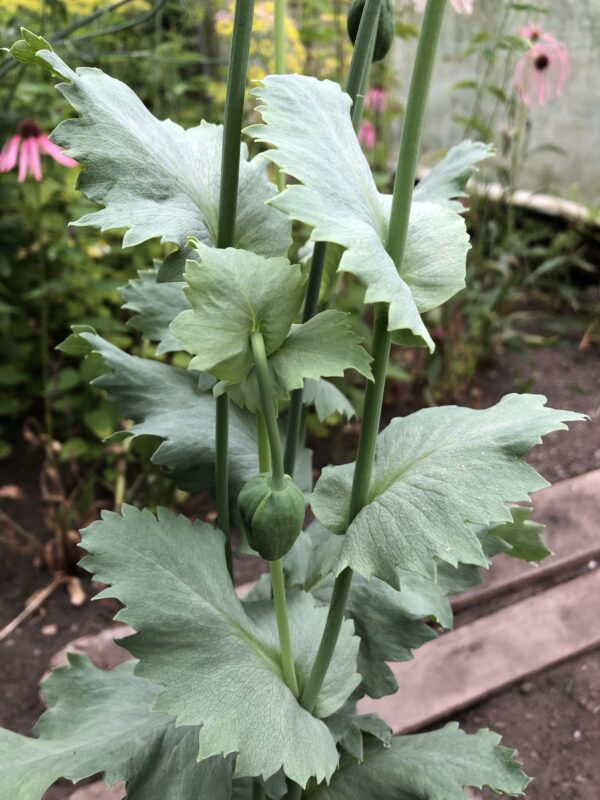 POPPY, OPIUM