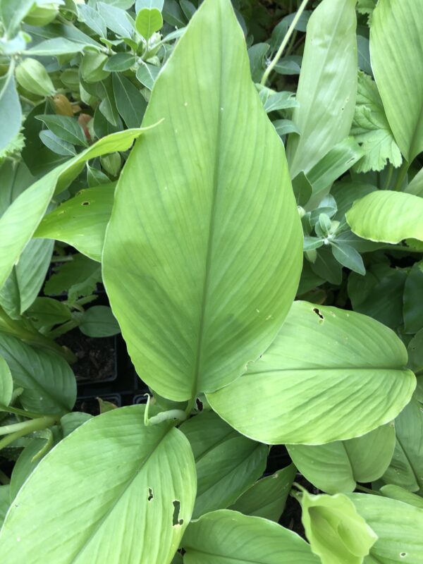 TURMERIC, DOMESTIC